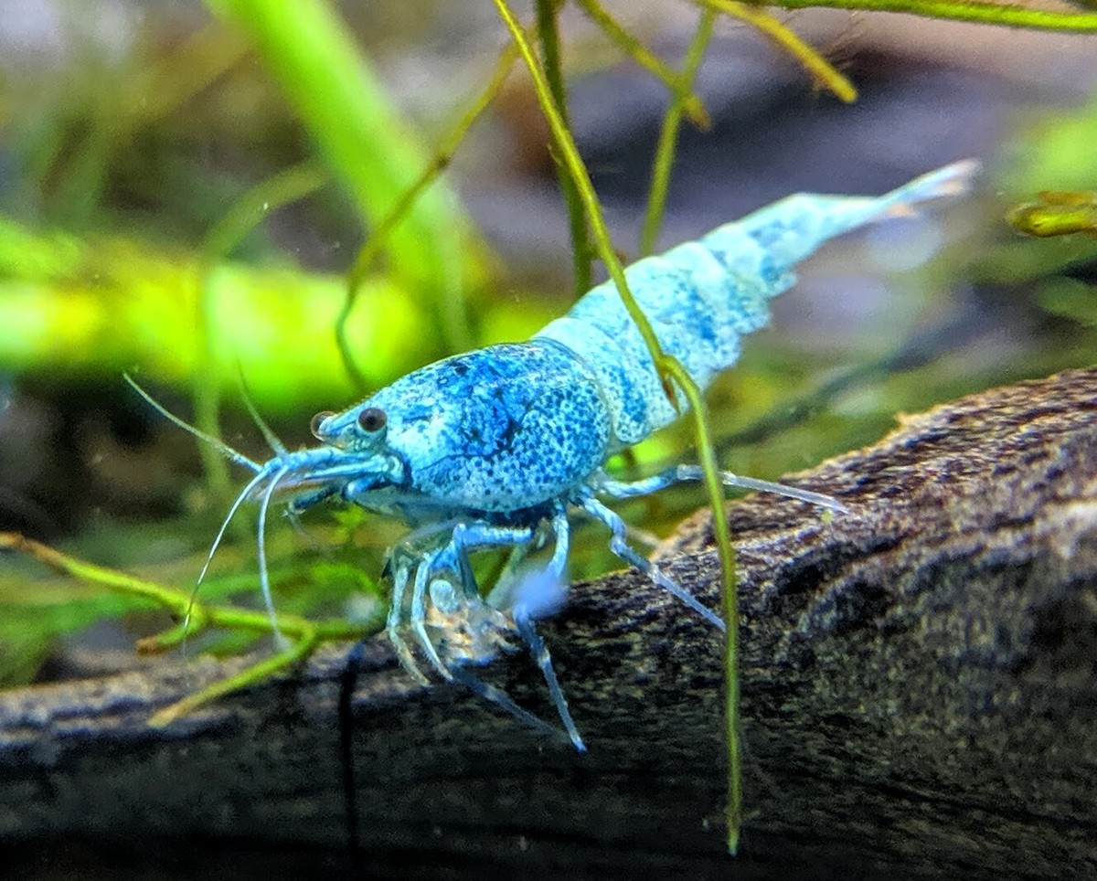 10 Taiwan Bee Blue Bolt Shrimp _Caridina Shrimp_Shrimpy Business