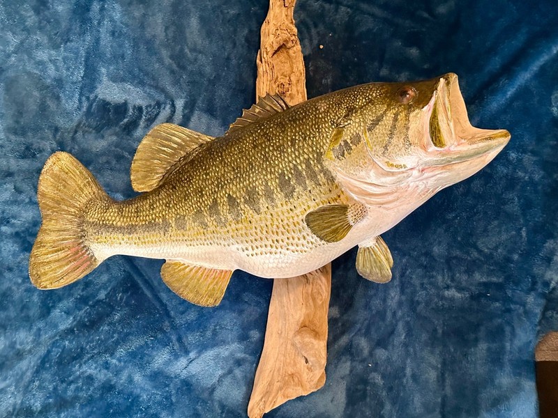 Giant 27” Largemouth Bass replica on Driftwood/man cave/ rustic decor
