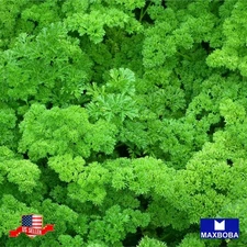 700 Triple Moss Curled Parsley Seeds Non-GMO Heirloom