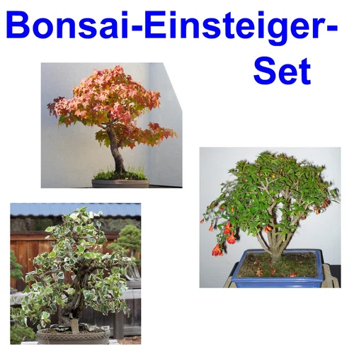 SAMEN Granat Apfel Amber Baum Efeu Zimmerpflanzen Balkon Wintergarten BONSAI SET