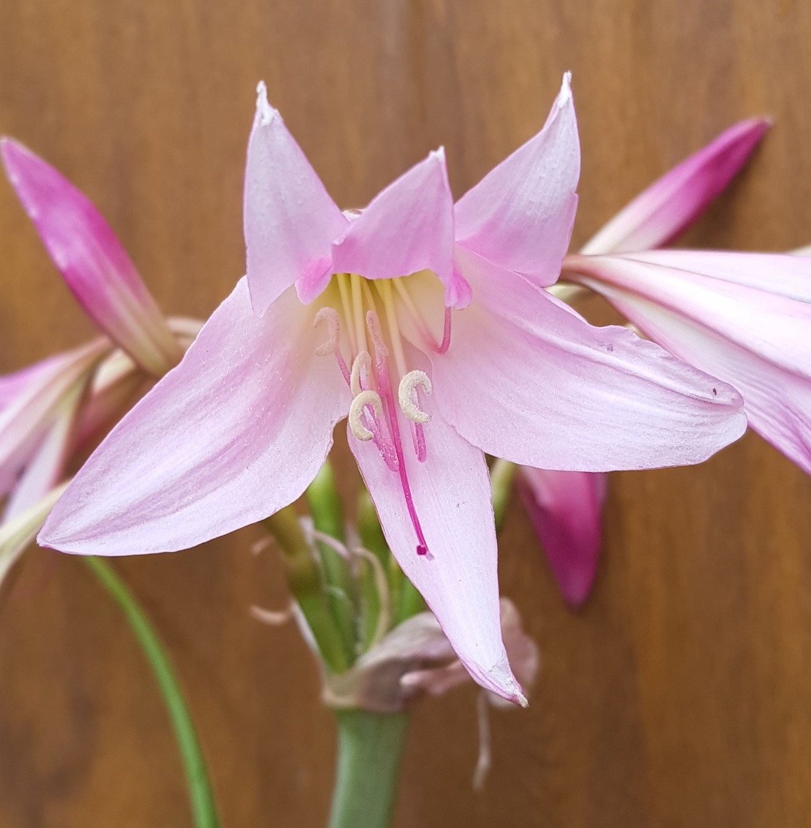 Crinole de Powell Rosea : fleurissez votre terrasse tout l'été avec cette plante de 2.5L