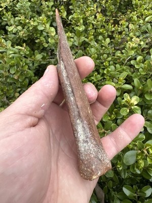 Large Ancient Authentic Engraved Polished Bone Awl From Mississippi