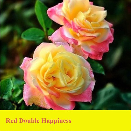 30pcs/pack Rose Seeds Selection of Viable Home Garden Plant Rose Flower Seeds - Zdjęcie 11 z 18