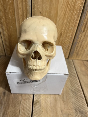 Mini Skull Bone 4D Puzzle Assembling Toy Human Body Organ Anatomical Model Teach - Picture 4 of 8