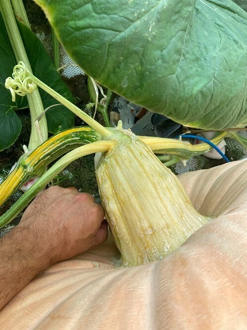 2184 Marintzer 2425 Daletas x 2168 Werner -- 2 Seeds - Image 2 of 4