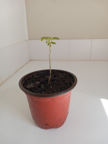 Mimosa Tree, 4" Pot. - Picture 2 of 3
