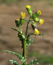 GROUNDSEL - OLD-MAN-IN-THE-SPRING - SENECIO VULGARIS 50+ SEEDS E 426