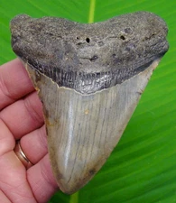 4.13" Megalodon Shark Tooth  Real Fossil North Carolina, USA - NO Restoration