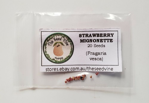 20+ ORGANIC ALPINE MIGNONETTE STRAWBERRY SEED (Fragaria vesca) Heirloom NON GMO - Picture 2 of 3