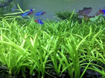 BUY 2 GET 1 FREE Dwarf Sagittaria Subulata Dwarf Sag Easy Live Aquarium Plants ✅