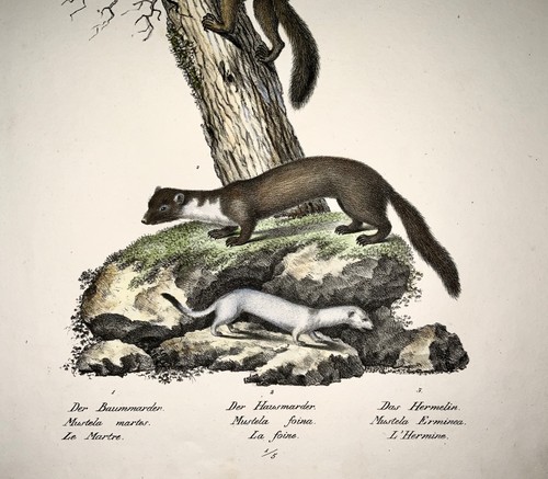 1824 WEASELS Mustela Mammals - K.J. Brodtmann hand colored FOLIO lithography - Picture 4 of 4