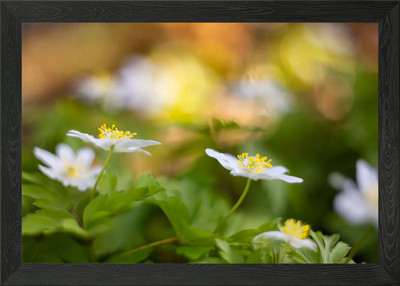 Weiße Anemone Frühlingstag Gerahmtes Wandbild Poster Leinwanddruck Bild