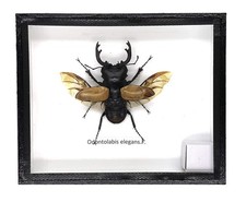 Real Exotic Stag Beetle Odontolobis Elegans Open Small Black Wooden Box Real Exotic Stag Beetle Odontolobis Elegans Open Small Black Wooden Box