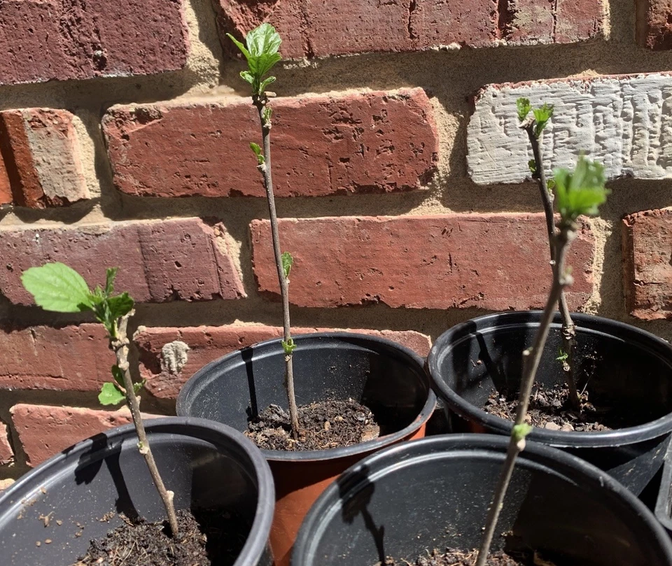 1 Beautiful Hibiscus Rose Of Sharon Althea Flowering Plant Potted Edible 7-12” - Image 3 of 4