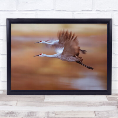 Wandkunstdruck Morning Flying Out Sandhill Kraniche Bewegung verschwommen Bokeh Vögel