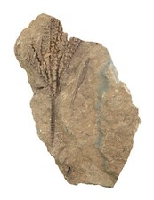 Devon  Sostronocrinus sp. (nov. spec. ?)   Seelilie  Velbert Langenhorst  W59-4