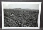 WW2 Palestine - Orange groves - Jaffa - 1943 - photo 8.5 by 6cm