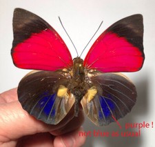 Agrias claudina croesus - AgriasButterflies.com