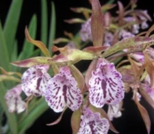 Brassavola Jairak Treasure Green Cochoa Established Cork Mounted Fragrant Orchid