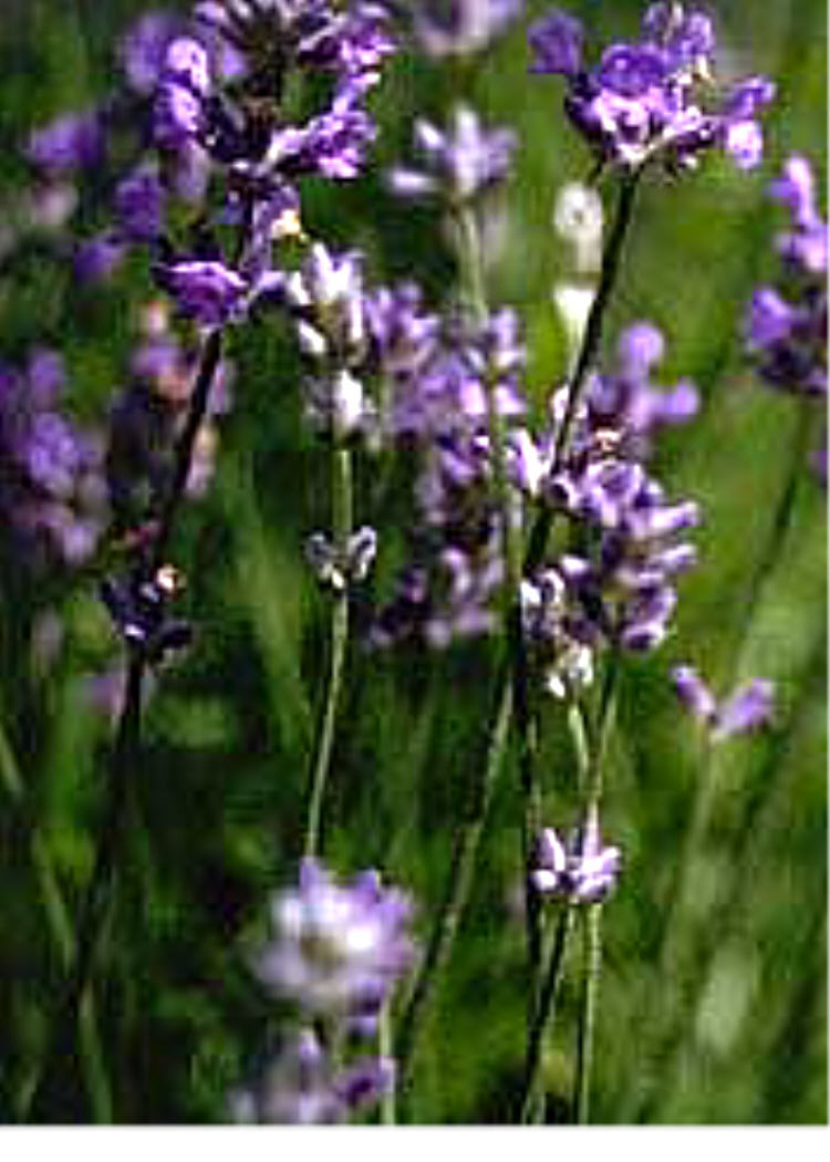 English Lavender Vera True * 100 Seeds Fragrant Herb .Lavandula