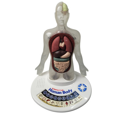 Vintage Science Can Interactive Human Body Model for Kids Talking Human Anatomy