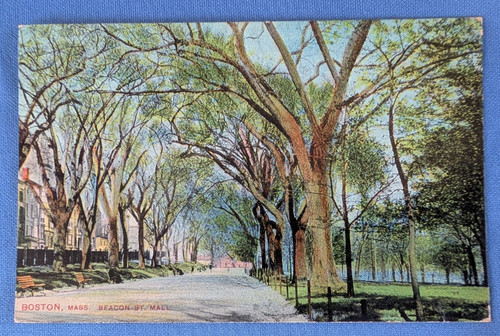 1908 postcard BEACON STREET MALL Boston Mass. people in the park