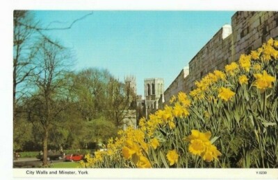 York, Stadtmauern und Yorker Münster, plus Narzissen - eine Frühlingsansicht