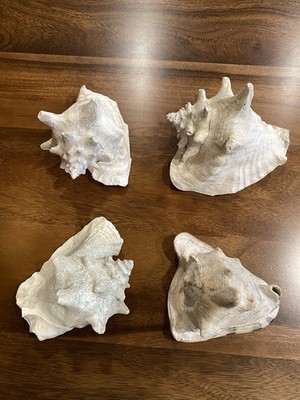Lot of 4 Natural White Conch Shells Decorative Collectible Home Beach Display