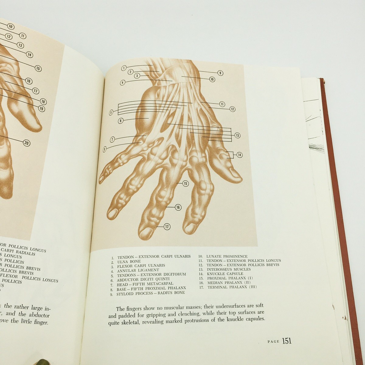 Dynamic Anatomy, Burne Hogarth, Hardcover 1958 1st Printing Art