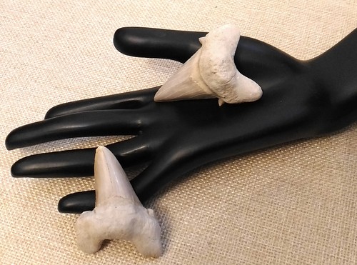 🦈 Fossiler Hai Schreckenshai Zahn Haifischzahn, 5-6 cm 🦈 Geschenkverpackung 🦈 - Picture 5 of 61
