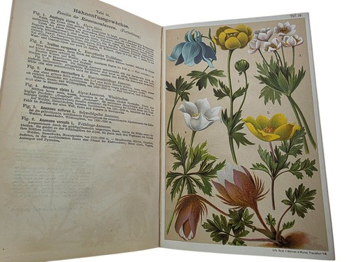 1904 Antique ALPINE FLOWERS Hardcover Book Color Plates Wild Flower Aster Daisy - Picture 4 of 4