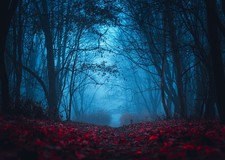 Fabric Foggy Forest Photography Backdrop 9x6 Ft Red Leaves Horror Props