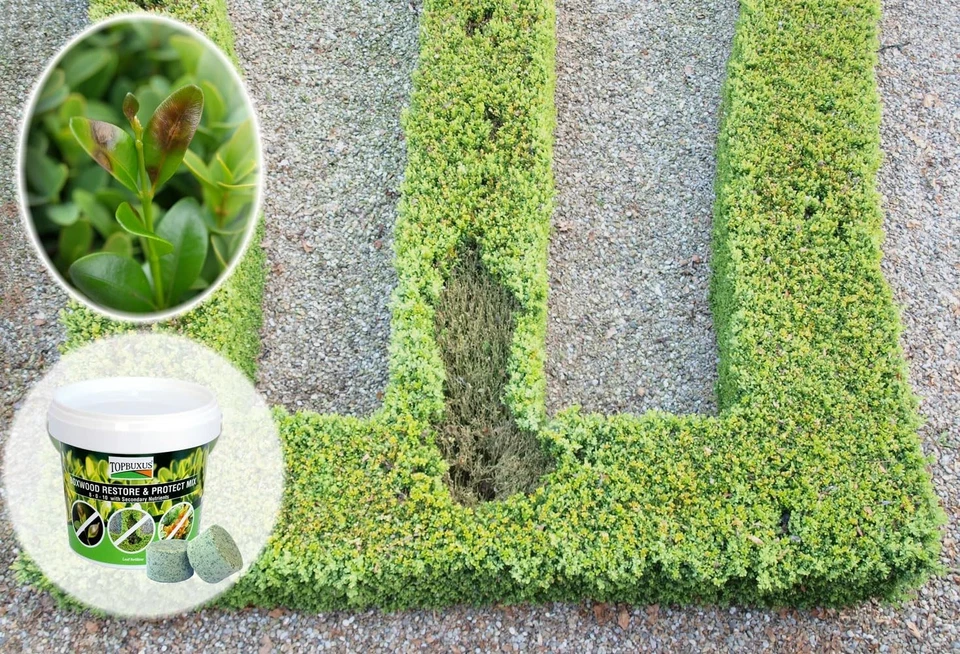 Boxwood Restore & Protect - 10 Effervescent Tabs - Image 4 of 4