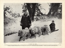 1930s Antique Samoyed Print Sled Dog Sledge Drawing Print 5554m