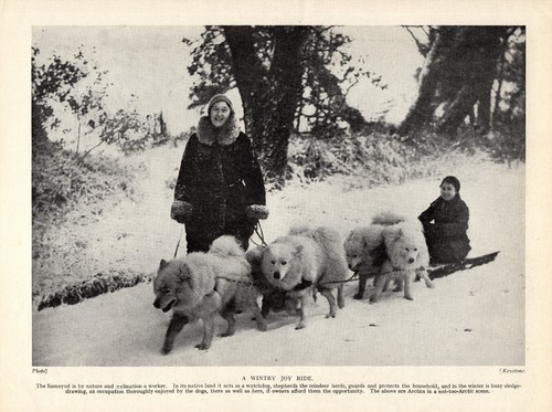 1930s Antique Samoyed Print Sled Dog Sledge Drawing Print 5554m