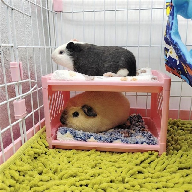 Hamster Hideout Pet Bunk Bed Small Animal Toys Accessories Small Pet Supplies Hamster Hideout Pet Bunk Bed Small Animal Toys Accessories Small Pet Supplies