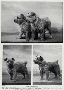 Norwich Terrier "Family" - 1934 Vintage Dog Art "Photo" Print - CUSTOM MATTED