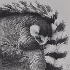 Ecole du XXème "Maki" (Lémurien de Madagascar)-Mine de Pb/Papier-cadre 45x45 cm