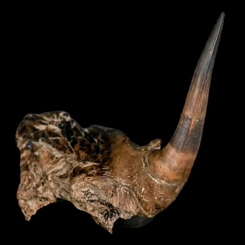 3.2" XL Sable Dentado Arenque Fósil Colmillo Mandíbula Sección Diente Enchodo Cretácico - Imagen 7 de 10