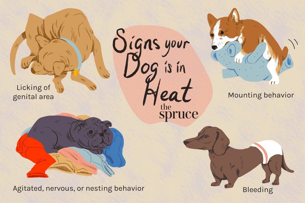 Heat Cycle Signs Of Puppy In Heat Estrus Cycle When Do Labs Go