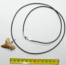 Fossiler Haizahn-Pendant Collier Lamna - 007 *