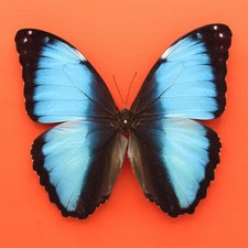 Real mounted Blue Morpho butterfly - Morpho deidamia - A1