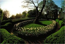 Boxwood Hedges & Tulips Orlando Jones House Colonial Williamsburg Postcard