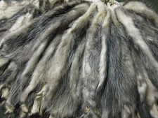 Opossum Fresh Tanned # 1 Quality CASED   ID Red Tag