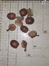 Large Acorns With Caps For Crafts