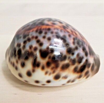 Cypraea Tigris Schilderiana, Beautiful Unique Pattern Blue & Amber ~75mm