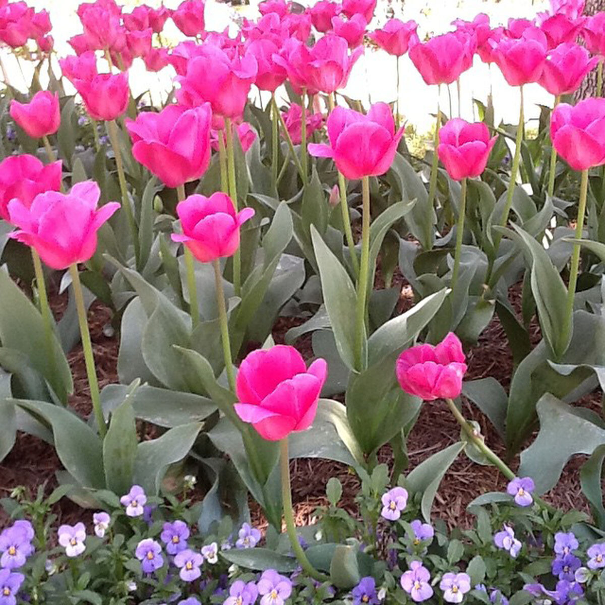 1250 BARCELONA TRIUMPH TULIP BULBS MAGENTA/PINK HARDY GARDEN SPRING
