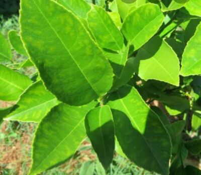 50 Fresh  Lemon  leaves Cut before shipping from CA  100 % Organic