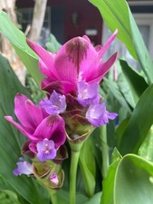 Large Bloom Purple CURCUMA COMOSA - US Seller