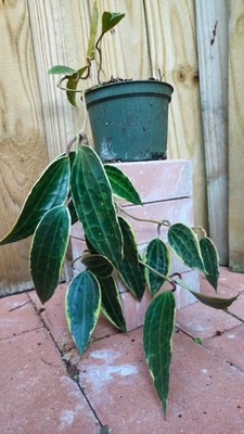 LIVE PLANT Hoya Latifolia Macrophylla (outer variagation) vine